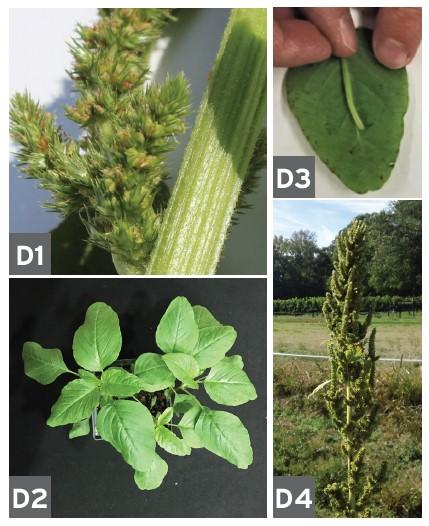 Redroot Pigweed (Amaranthus retroflexus) Smooth Pigweed (Amaranthus hybridus)