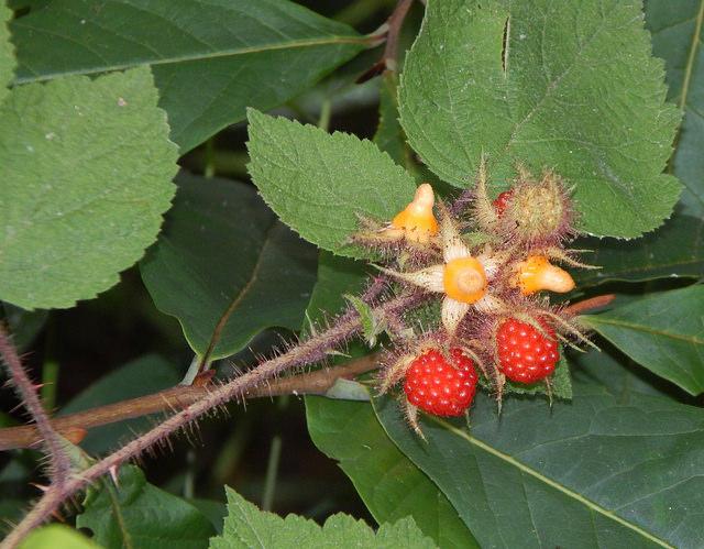 Wineberry flowers and fruit, Washington County MD. Photo by Derek Hudgins, Maryland Biodiversity Project. 