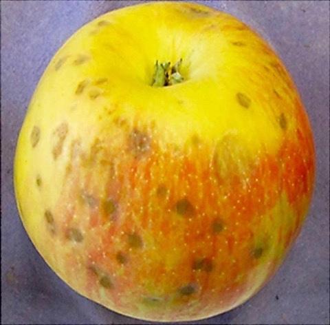 A close-up of bitter pit on the exterior of a honeycrisp apple.