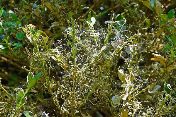 a boxwood plant with chewed up leaves and caterpillar webbing