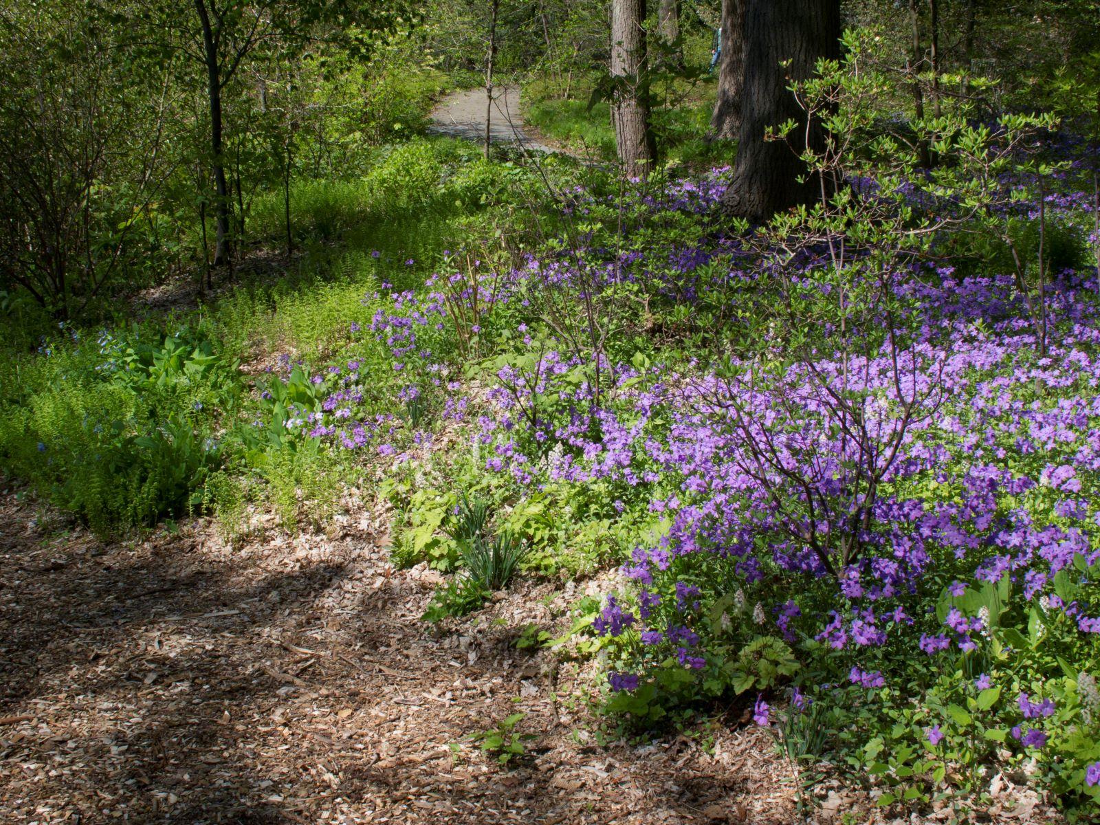 purple flowers blooming in a woodland garden - phlox is used as a groundcover