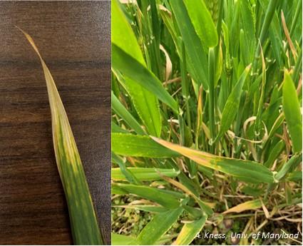 Wheat leaves with symptoms of leaf tip necrosis. 