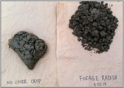 Soil samples comparing with no cover crop and forage radish.