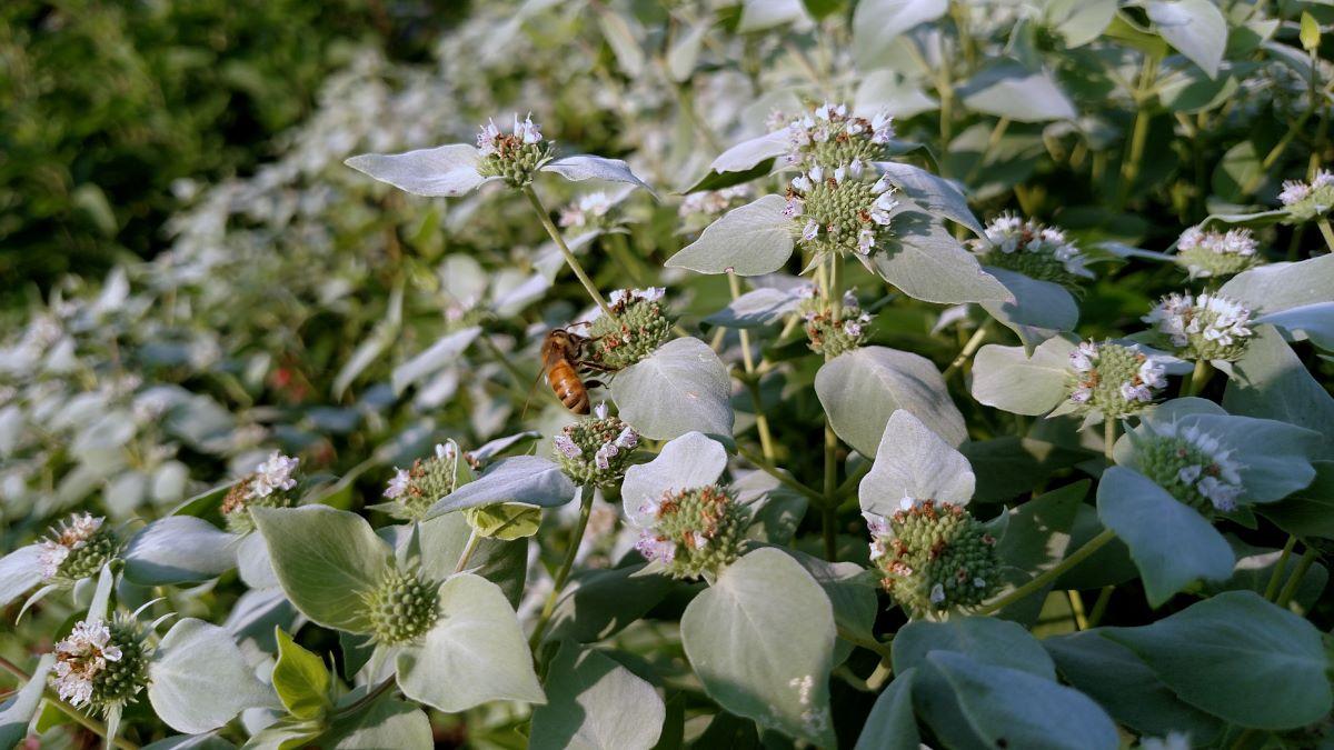 the flowers of mountain mint and foliage are dusty grey