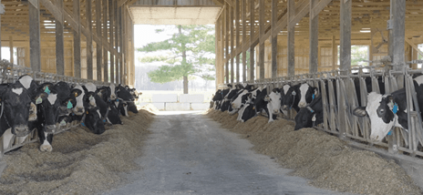 Cows in stalls eating