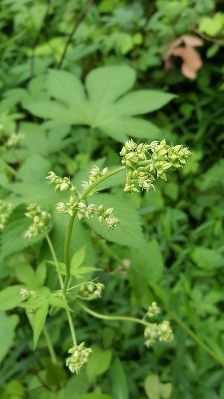 Japanese Hops blooming in Baltimore County, MD.  Photo by Bill Hubick,  Maryland Biodiversity Project