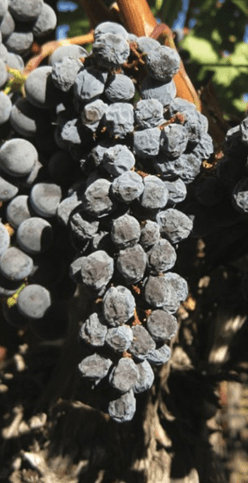 A cluster of shriveled purple grapes 