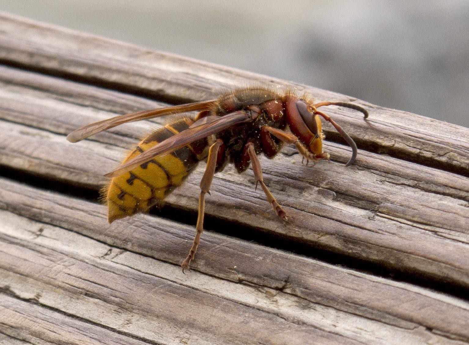 a yellow and black wasp - europen hornet