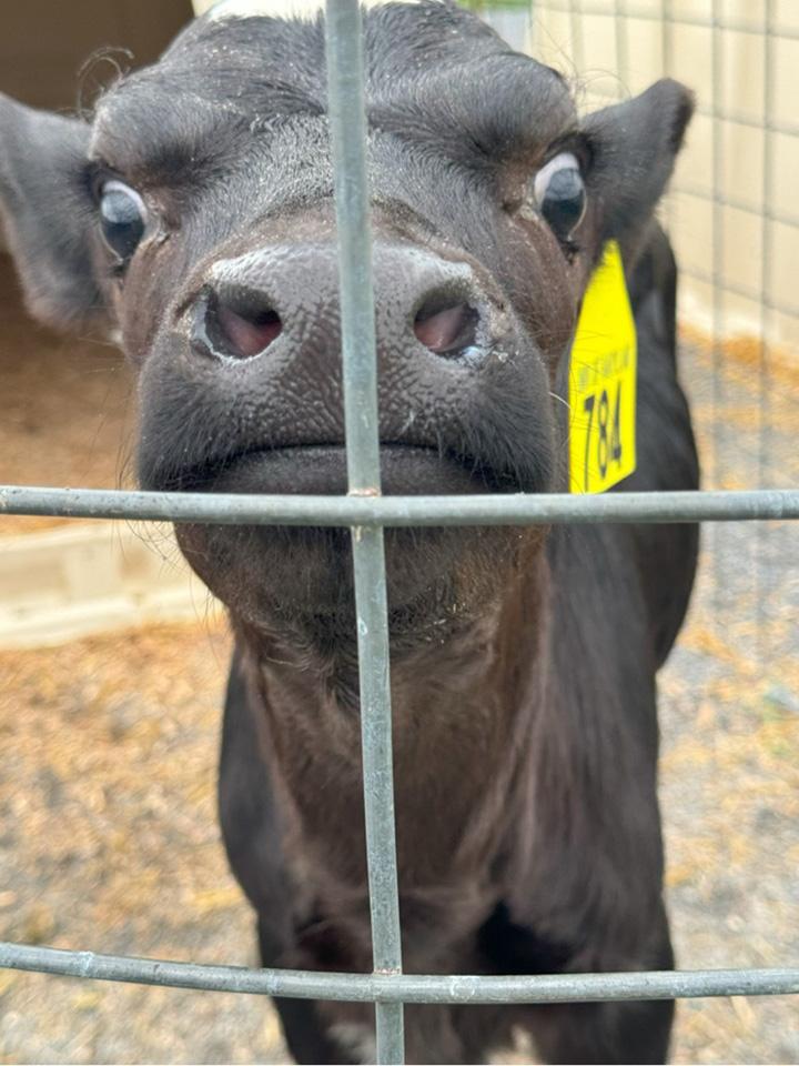 A portrait of a calf's face is standing in front of a fence.