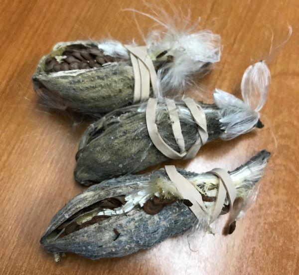 pods of milkweed plants wrapped with a rubber band