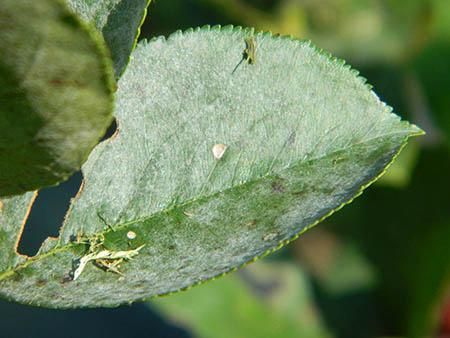 Powdery Mildew on leaf of aronia plant