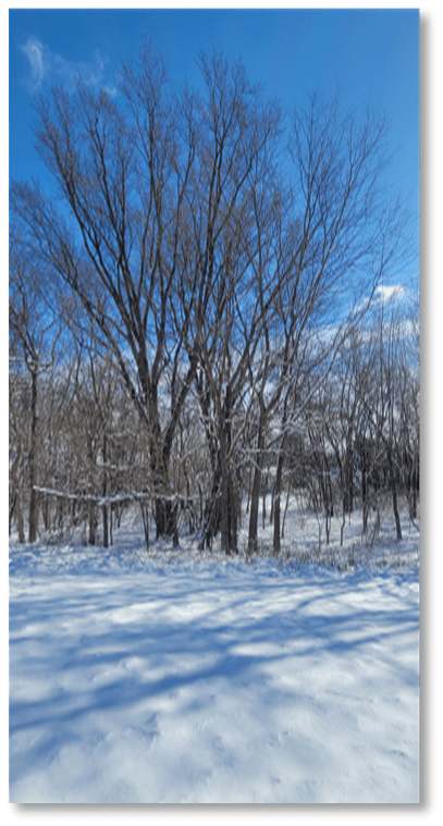 Snowy landscape with trees and blue sky. Photo by Andrew A. Kling.