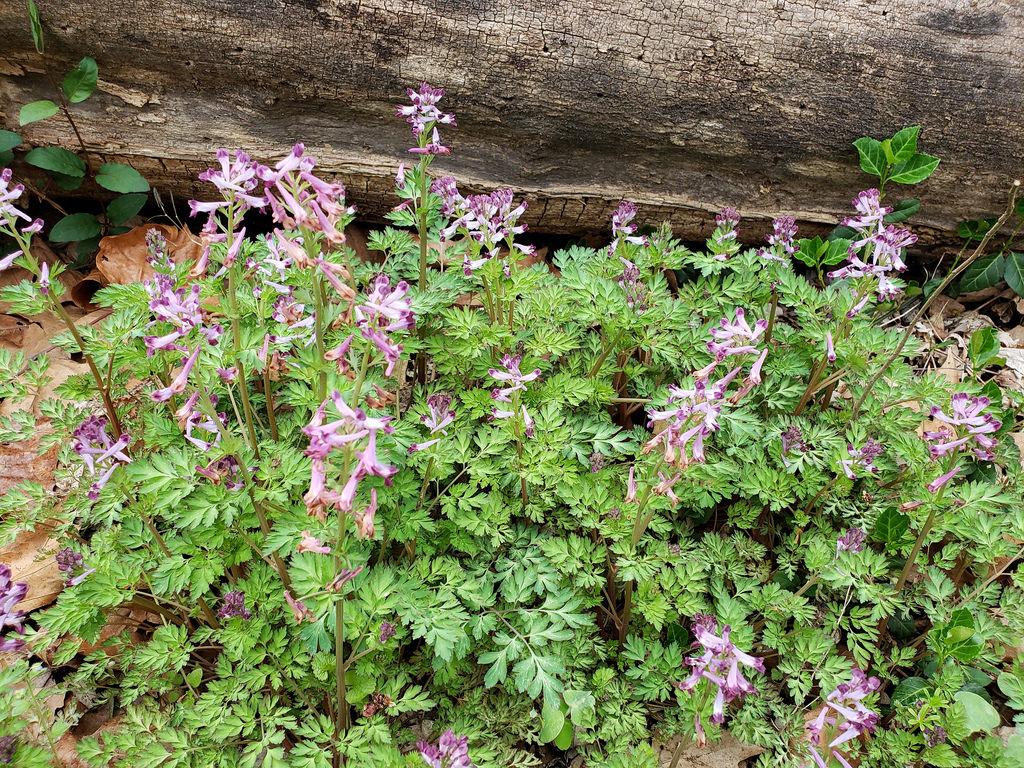 Incised Fumewort blooming in Washington County, MD.  Photo by Bill Hubick, Maryland Biodiversity Project.