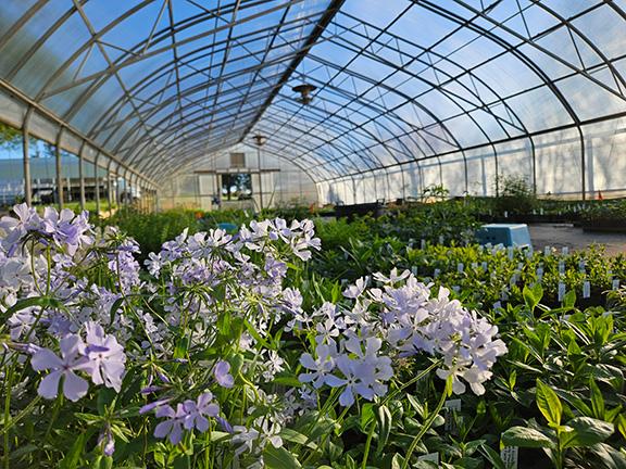 Pope Farm greenhouse