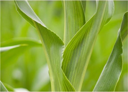 corn plant