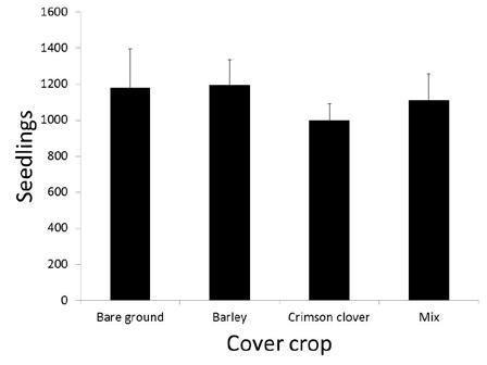 Cover Crop