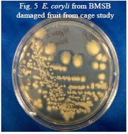 E. coryli from BMSB damaged fruit from cage study