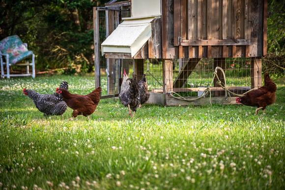 Small Flock Birds in Backyard