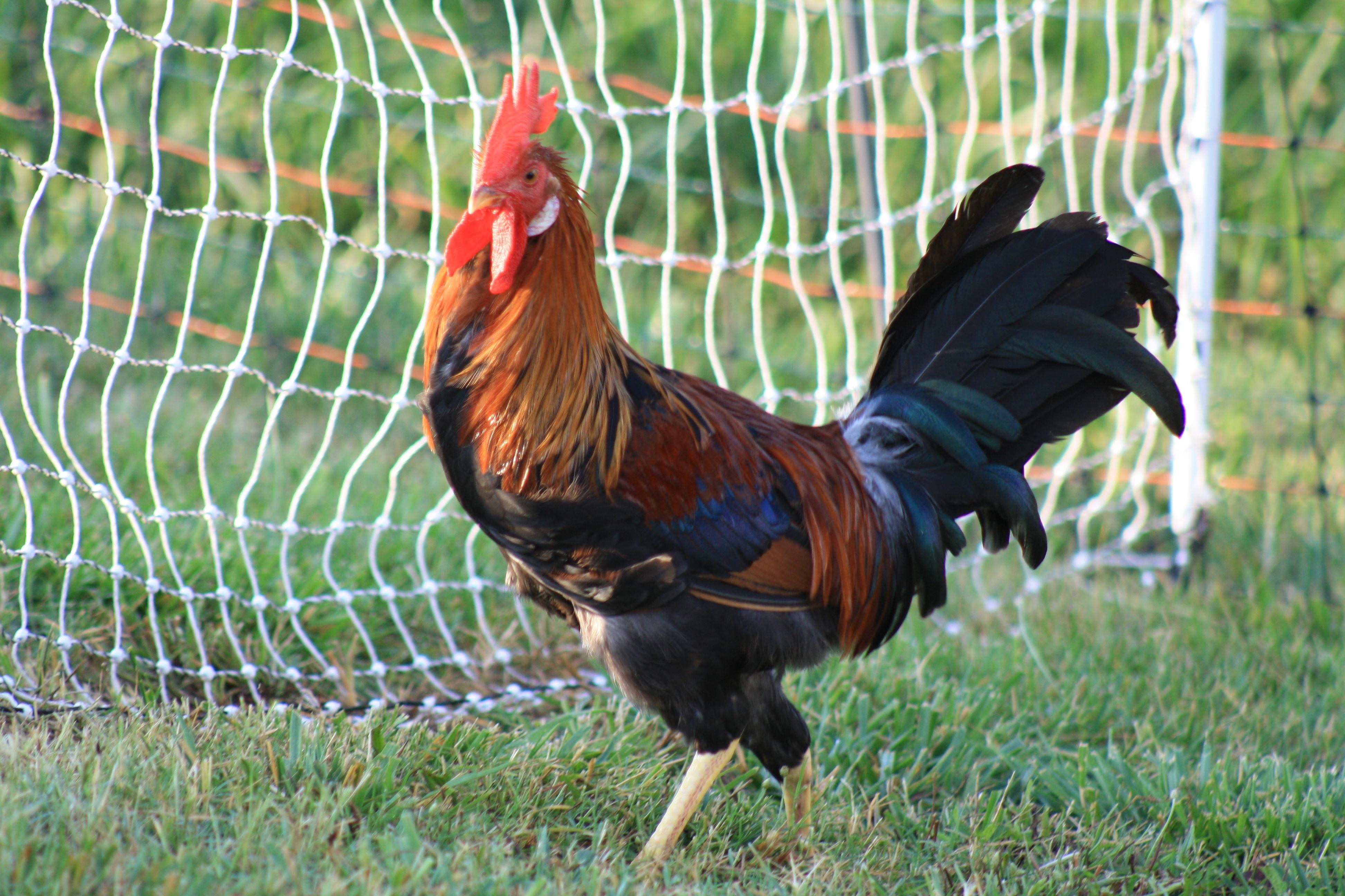 Isolated chicken