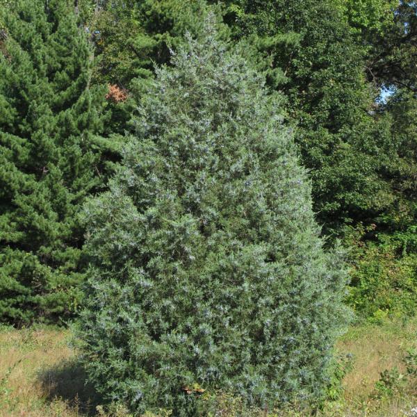 native tree - eastern redcedar in a field