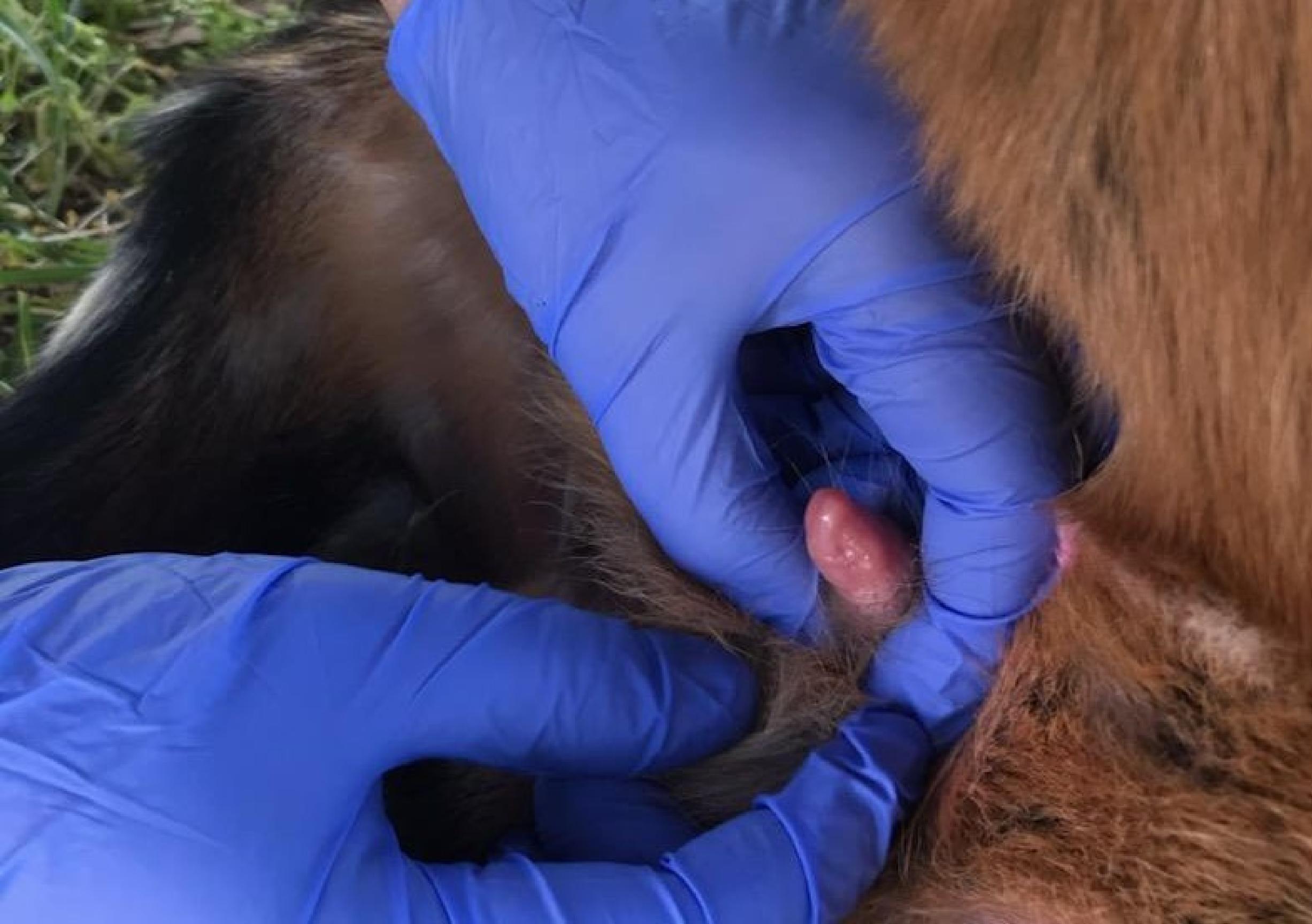 . A Nubian buck kid with his penis extruded to demonstrate how to examine a male goat or sheep for a blockage caused by urinary calculi.