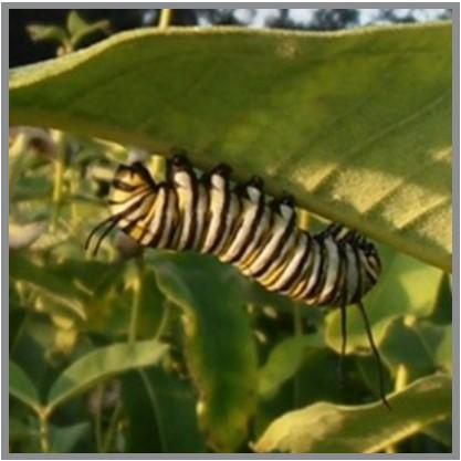 Caterpillar is laying down its mat