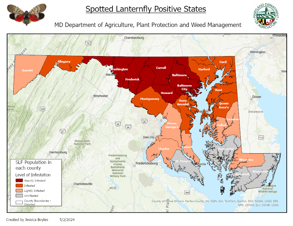 the central counties in Maryland have the highest infestation of spotted lanternflies