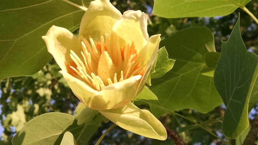 Flowering tree