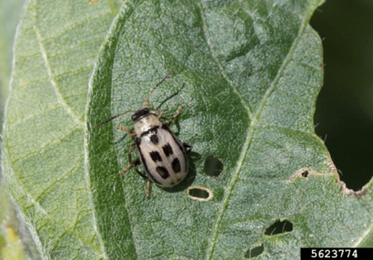 Bean leaf beetle