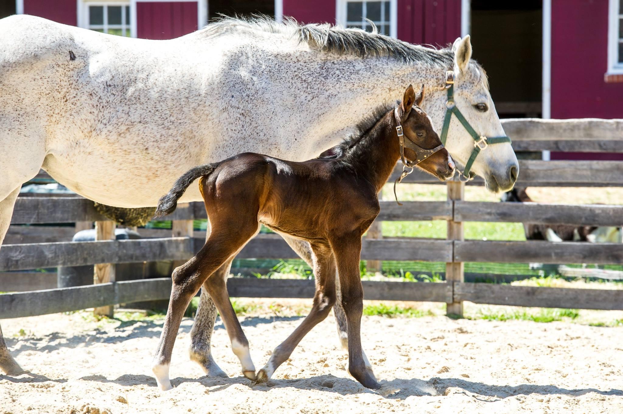 Gray mare walking with foal