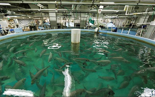 Image of a recirculating tank at IMET