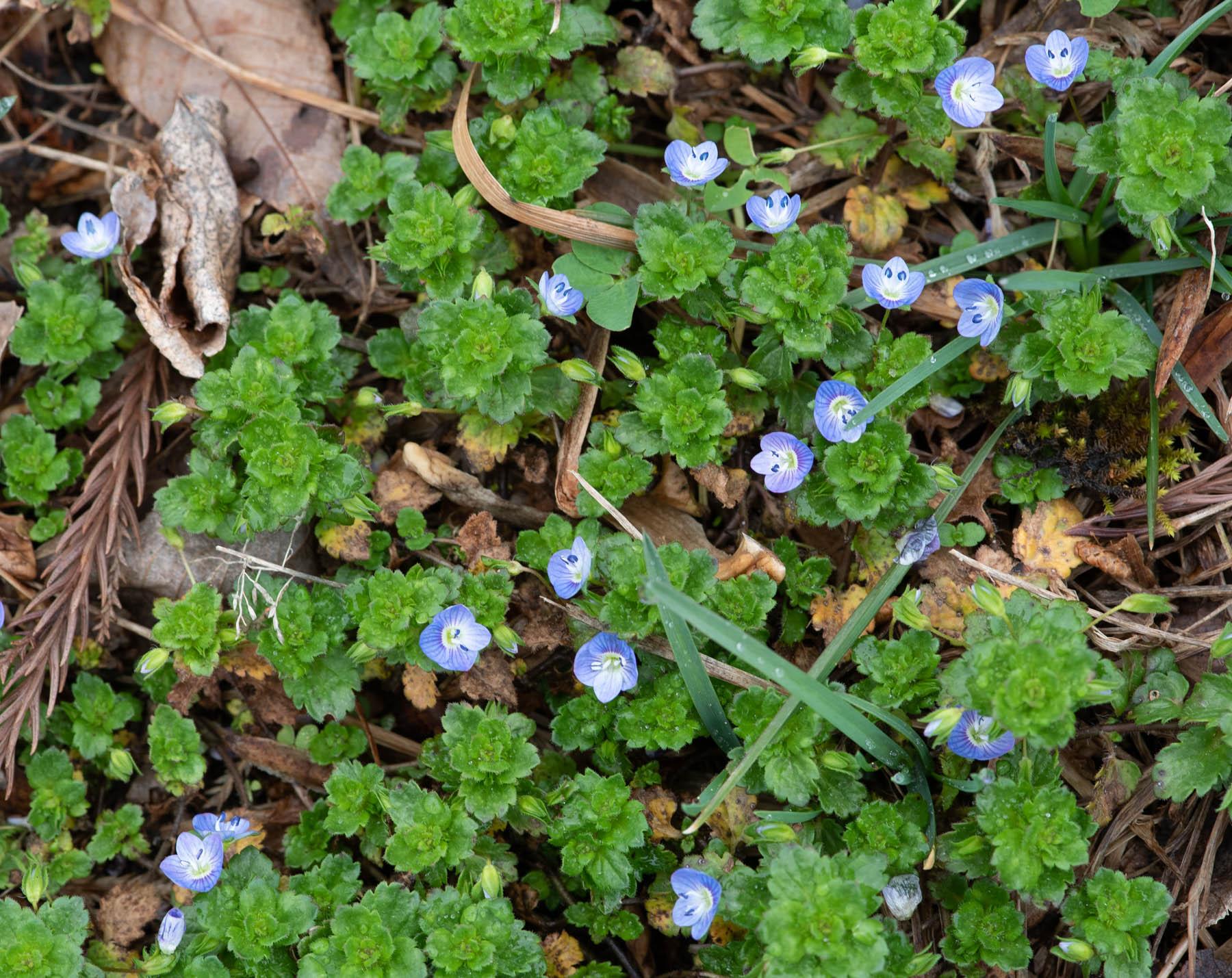 Veronica persica, Persian speedwell, flowering in spring