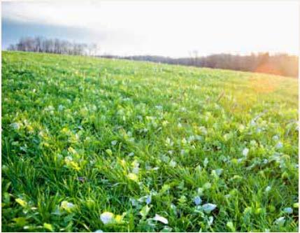 Field of crops.  Photo: Edwin Remsberg