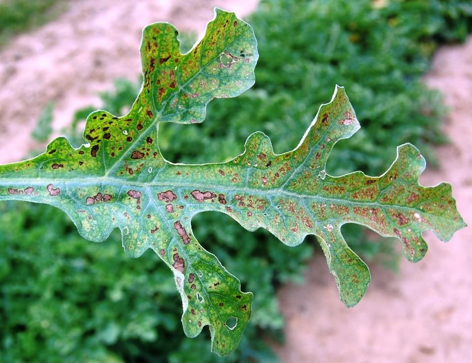 Fig. 2 More advanced ozone damage to watermelon foliage