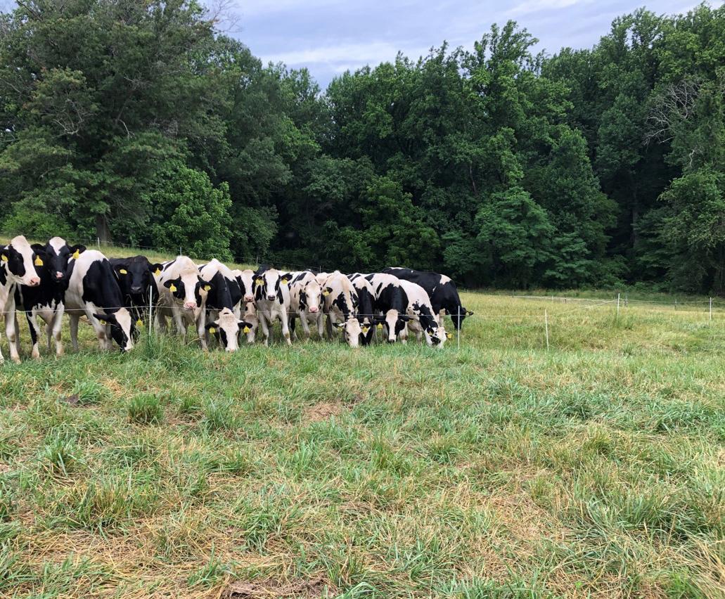 Heifers waiting to be moved into new cool-season paddock.