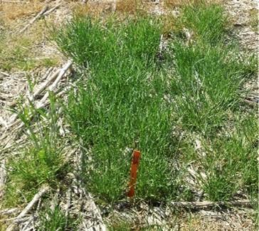 Italian Ryegrass