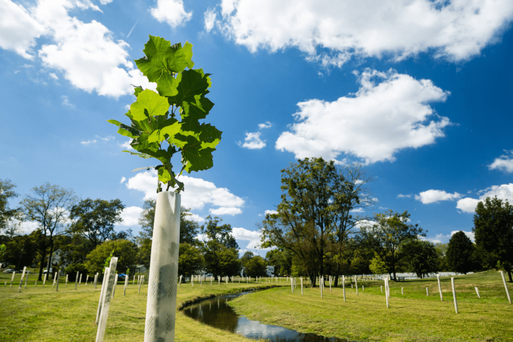 Riparian Buffer Planting.png