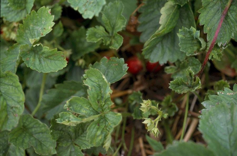 Cyclamen mite damage to strawberry