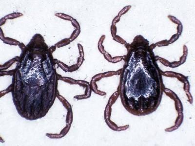 brown dog tick