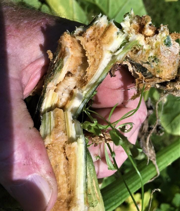 Squash vine borer inside damaged pumpkin stem