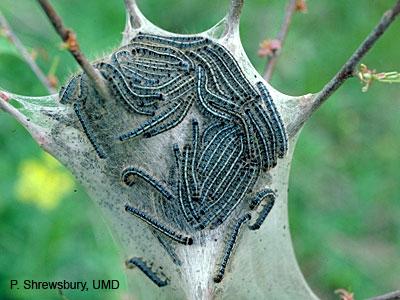 Forest Tent Caterpillar