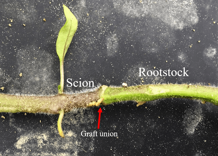 Fig. 1 Grafted tomato plant