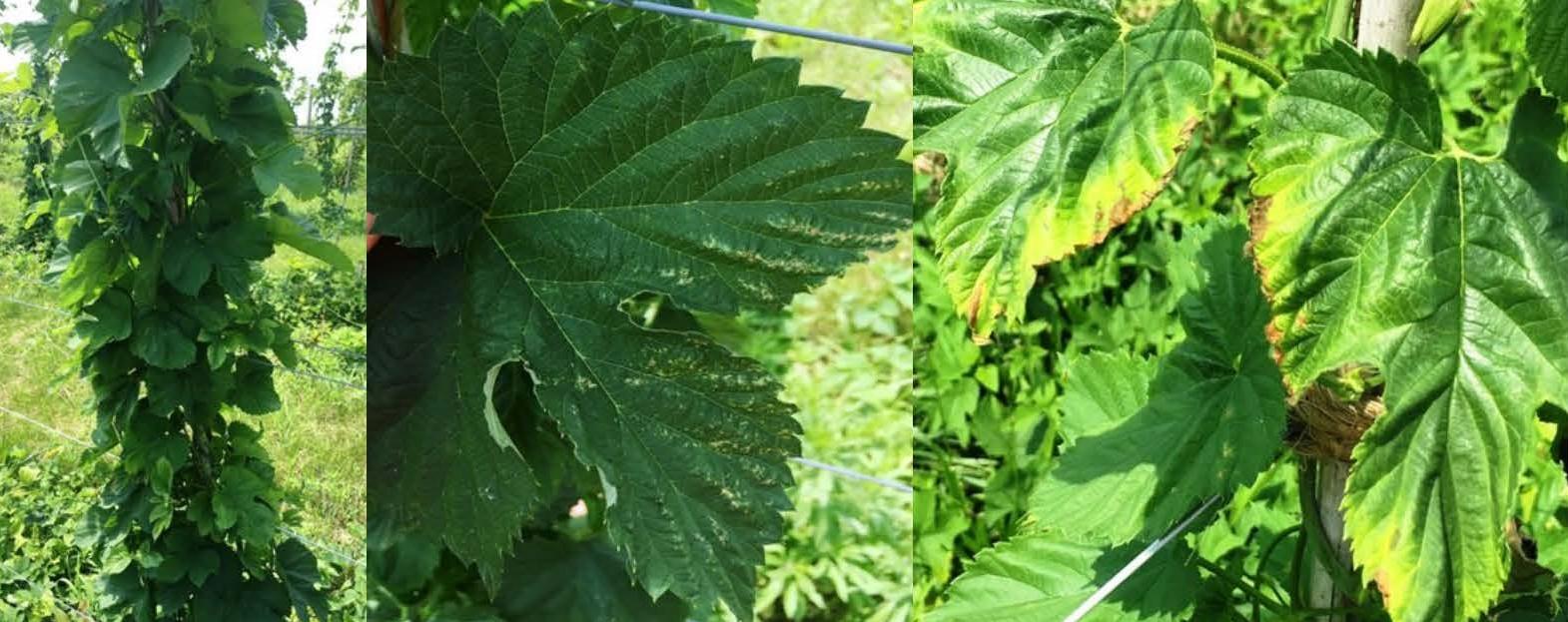 Hops vine, hops leaf with the start of hopper