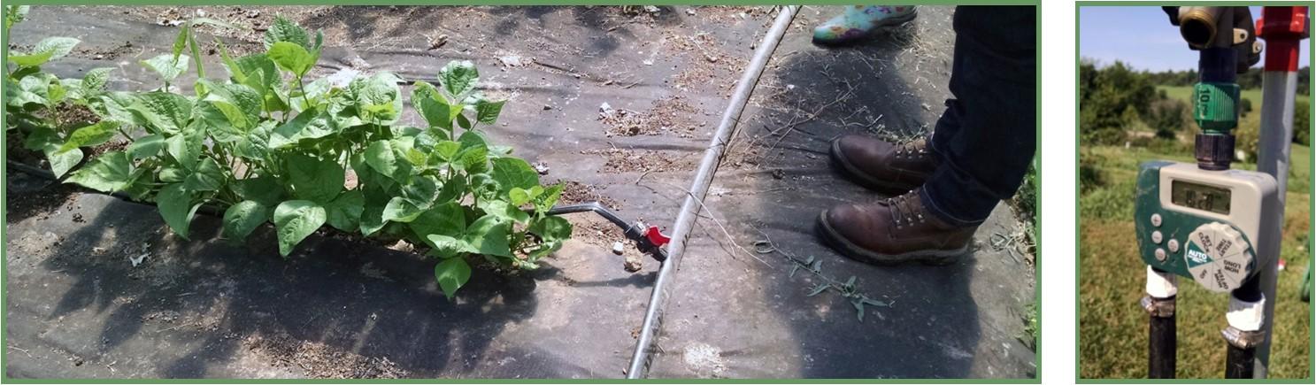 Figure 20: Drip irrigation pairs well with mulch to direct water to crop roots while reducing weed pressure. Relatively inexpensive timers are available to automate irrigation through drip or overhead systems. Photos taken by Neith Little at Carroll County office of University of Maryland Extension. 