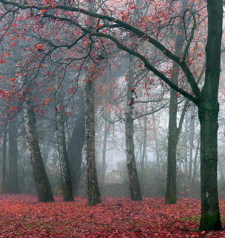 foggy forest