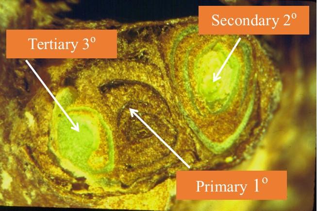 Figure 2. Primary, Secondary and Tertiary buds (Primary = dead; Secondary, Tertiary = alive)