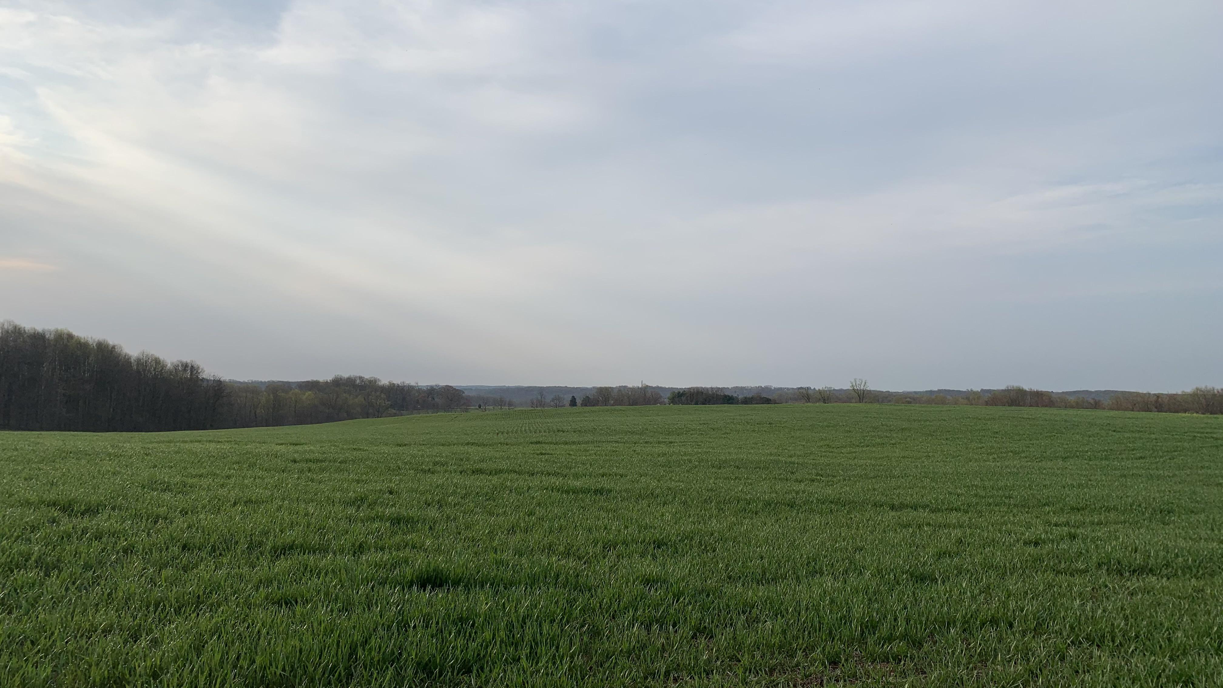 Green wheat field