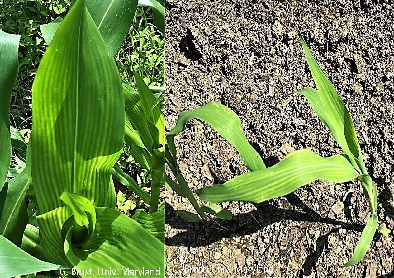 Sulfur deficiency symptoms in older and younger sweet corn