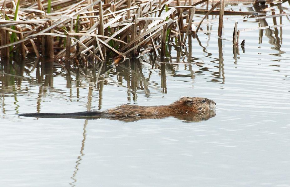 Swimming muskrat. Photo by Phil Myers,  University of Michigan Museum of Zoology