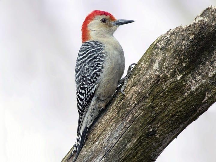 Male red-bellied woodpecker